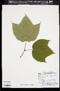 Acer pensylvanicum image