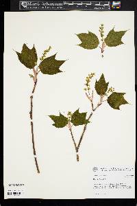 Acer pensylvanicum image