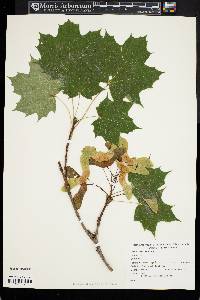 Acer platanoides image