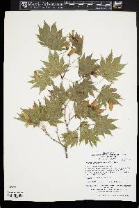 Acer pseudosieboldianum image