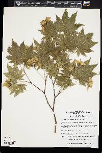 Acer pseudosieboldianum image