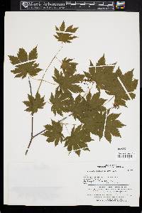 Acer pseudosieboldianum image