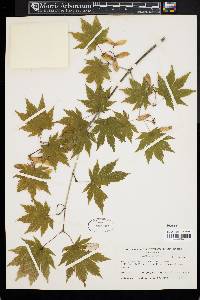 Acer pseudosieboldianum image