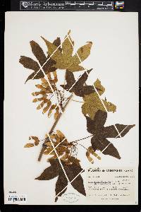 Acer saccharophorum f. angustilobatum image