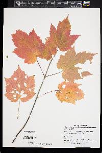 Acer spicatum image