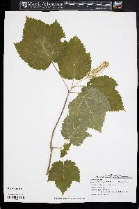 Acer spicatum image