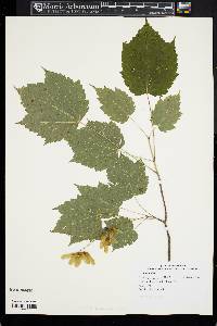 Acer spicatum image