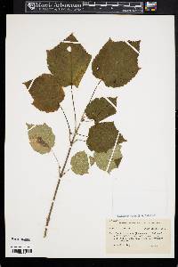 Acer spicatum image