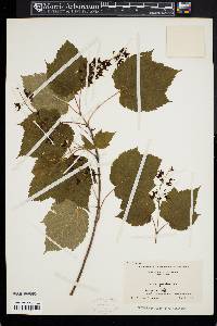 Acer spicatum image