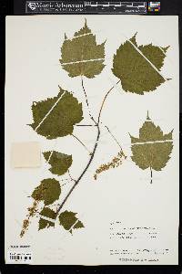 Acer spicatum image