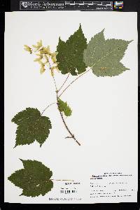 Acer spicatum image