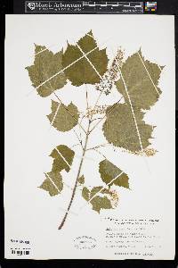 Acer spicatum image