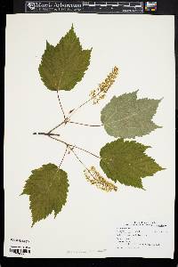 Acer spicatum image