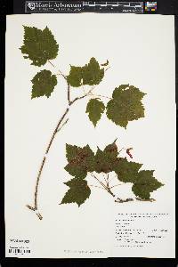 Acer spicatum image