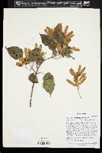 Acer stachyophyllum image