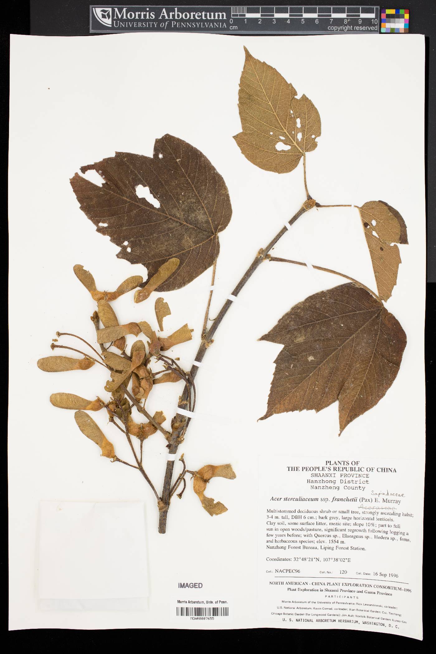 Acer sterculiaceum subsp. franchetii image