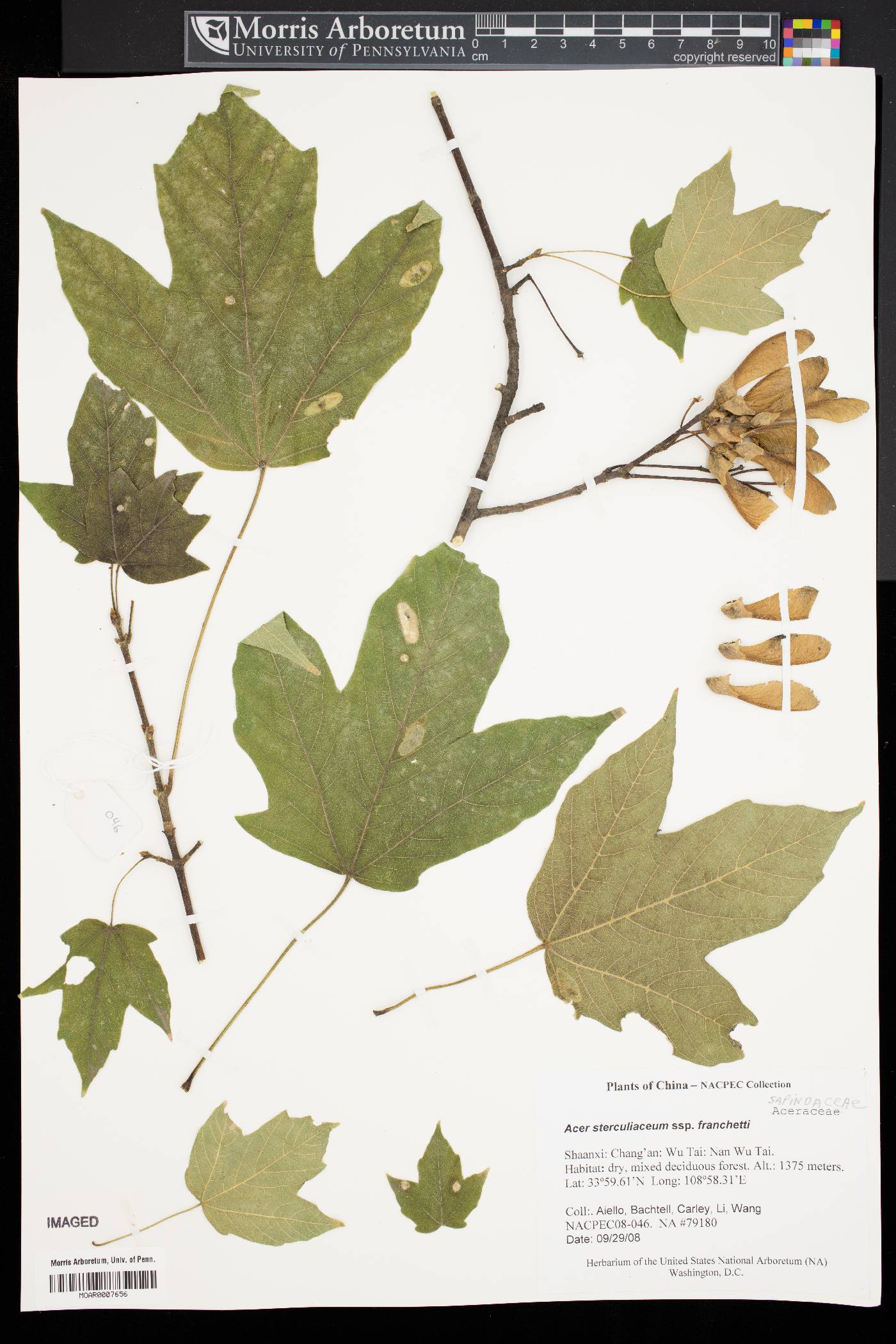 Acer sterculiaceum subsp. franchetii image