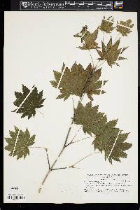 Acer pseudosieboldianum subsp. takesimense image