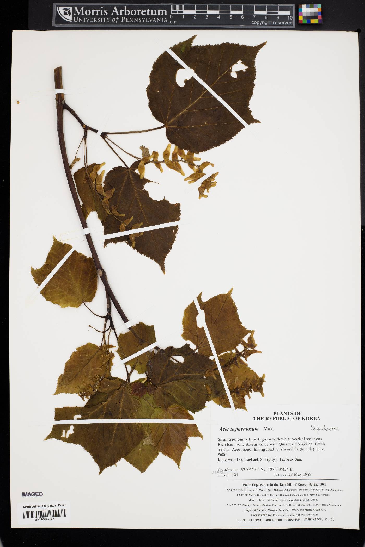 Acer tegmentosum image