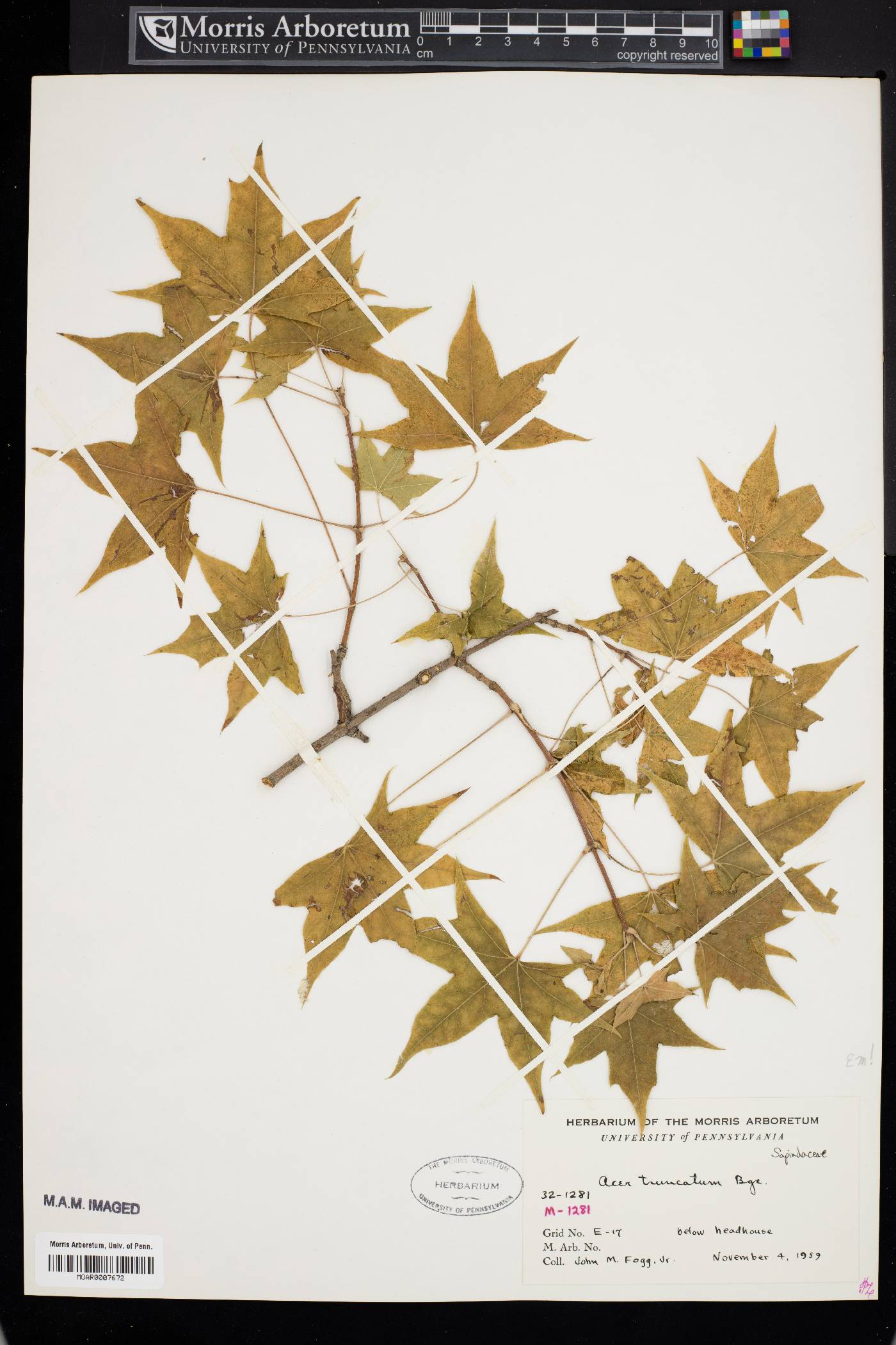 Acer truncatum image