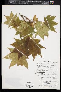 Acer truncatum image