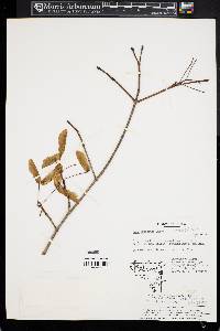 Acer truncatum image