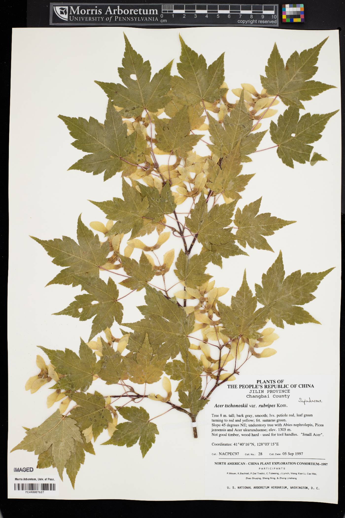 Acer tschonoskii subsp. koreanum image