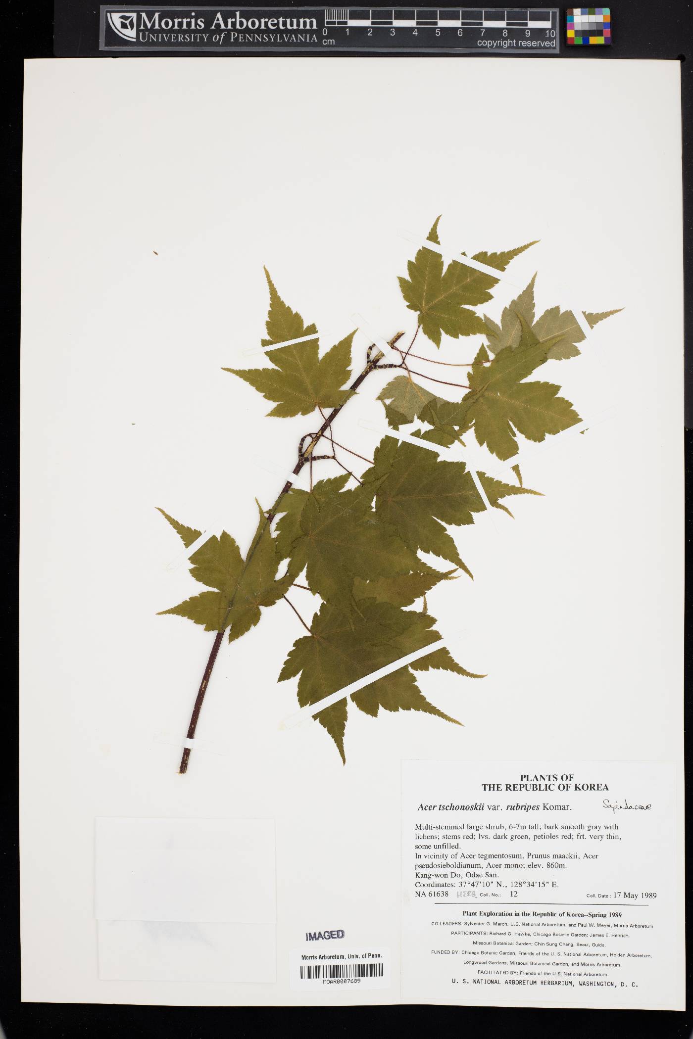 Acer tschonoskii subsp. koreanum image