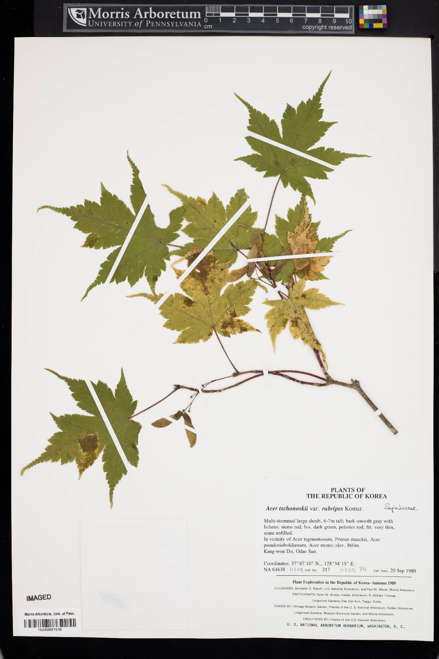 Acer tschonoskii subsp. koreanum image