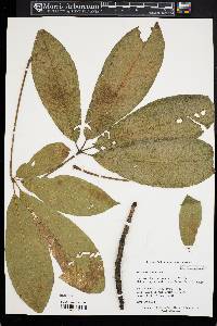 Image of Aesculus chinensis