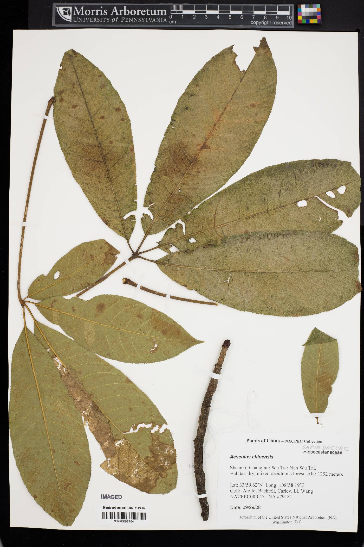 Aesculus chinensis image