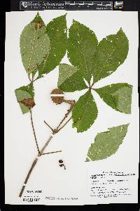 Aesculus glabra image