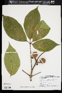 Aesculus glabra image