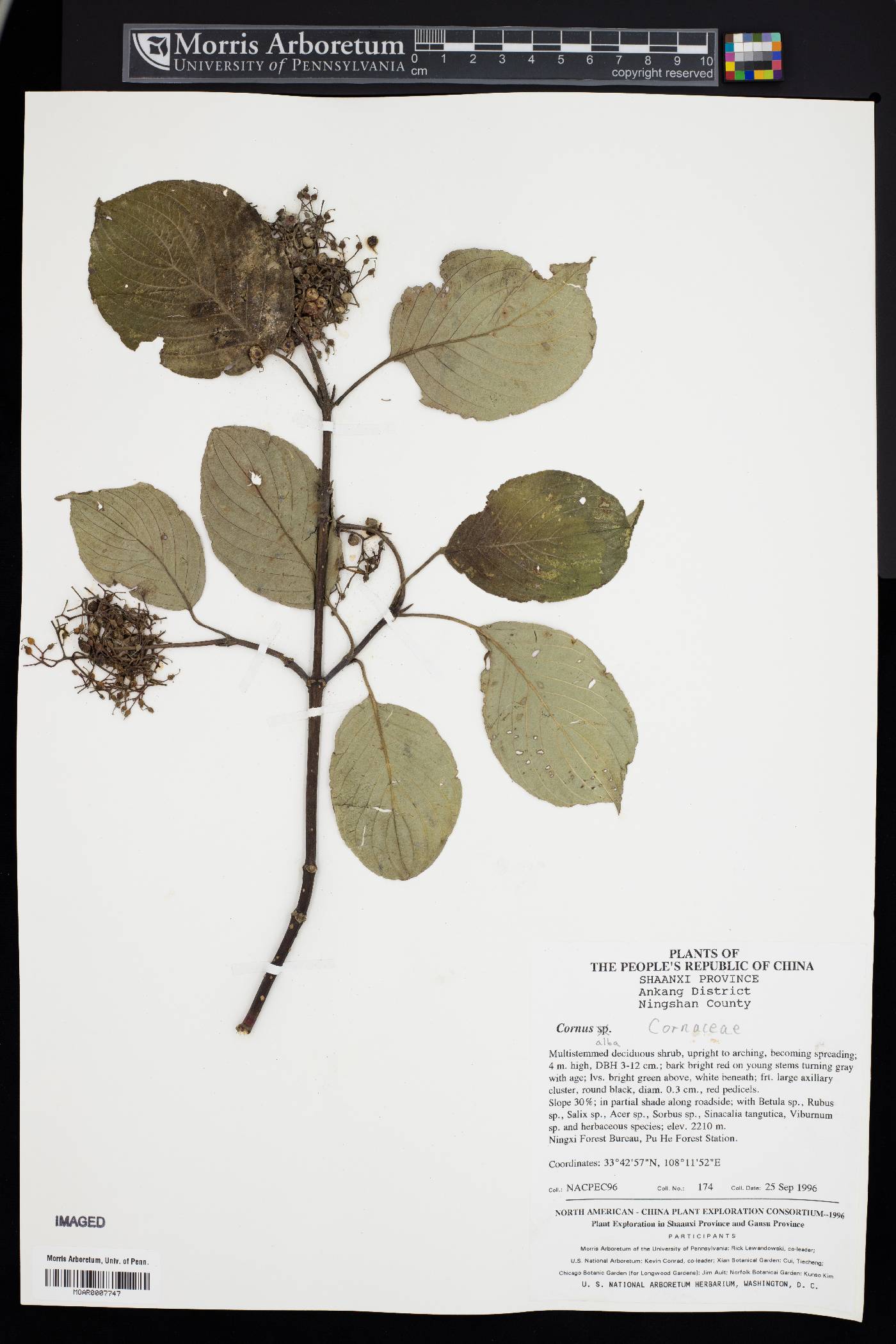 Cornus alba image