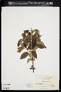 Cornus amomum subsp. amomum image