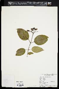 Cornus amomum subsp. amomum image