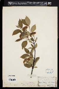 Cornus sericea subsp. sericea image