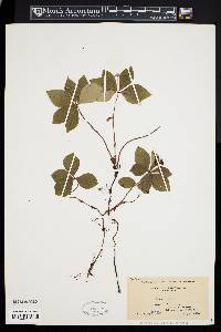 Cornus canadensis image