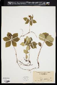 Cornus canadensis image