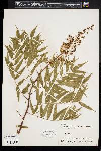 Sorbaria sorbifolia image