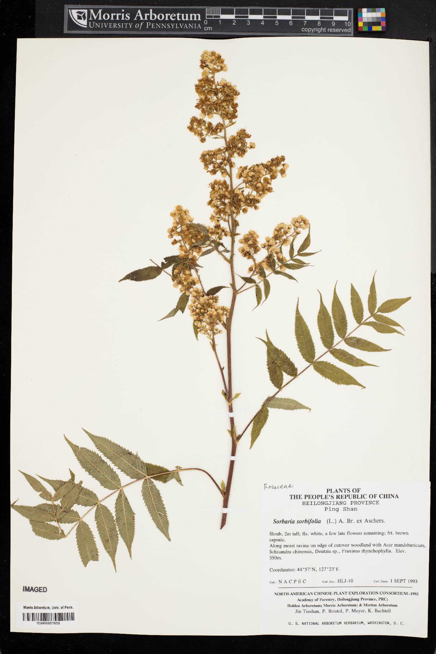 Sorbaria sorbifolia image