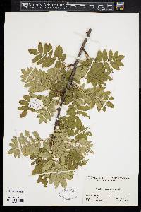 Sorbus aucuparia image