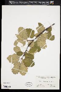 Sorbus latifolia image