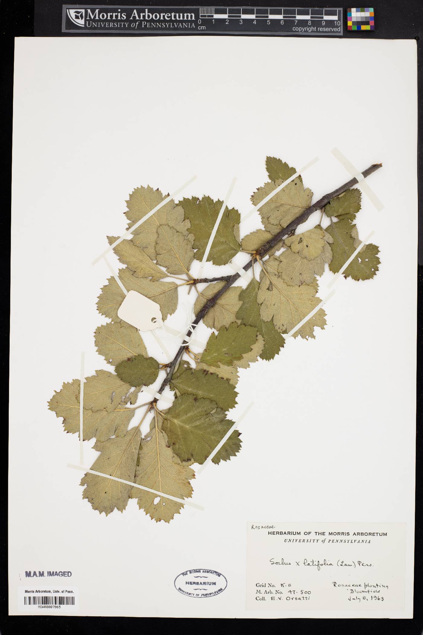 Sorbus latifolia image