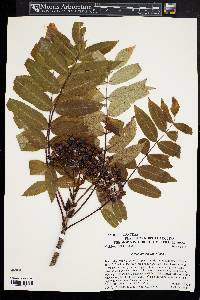 Sorbus americana image