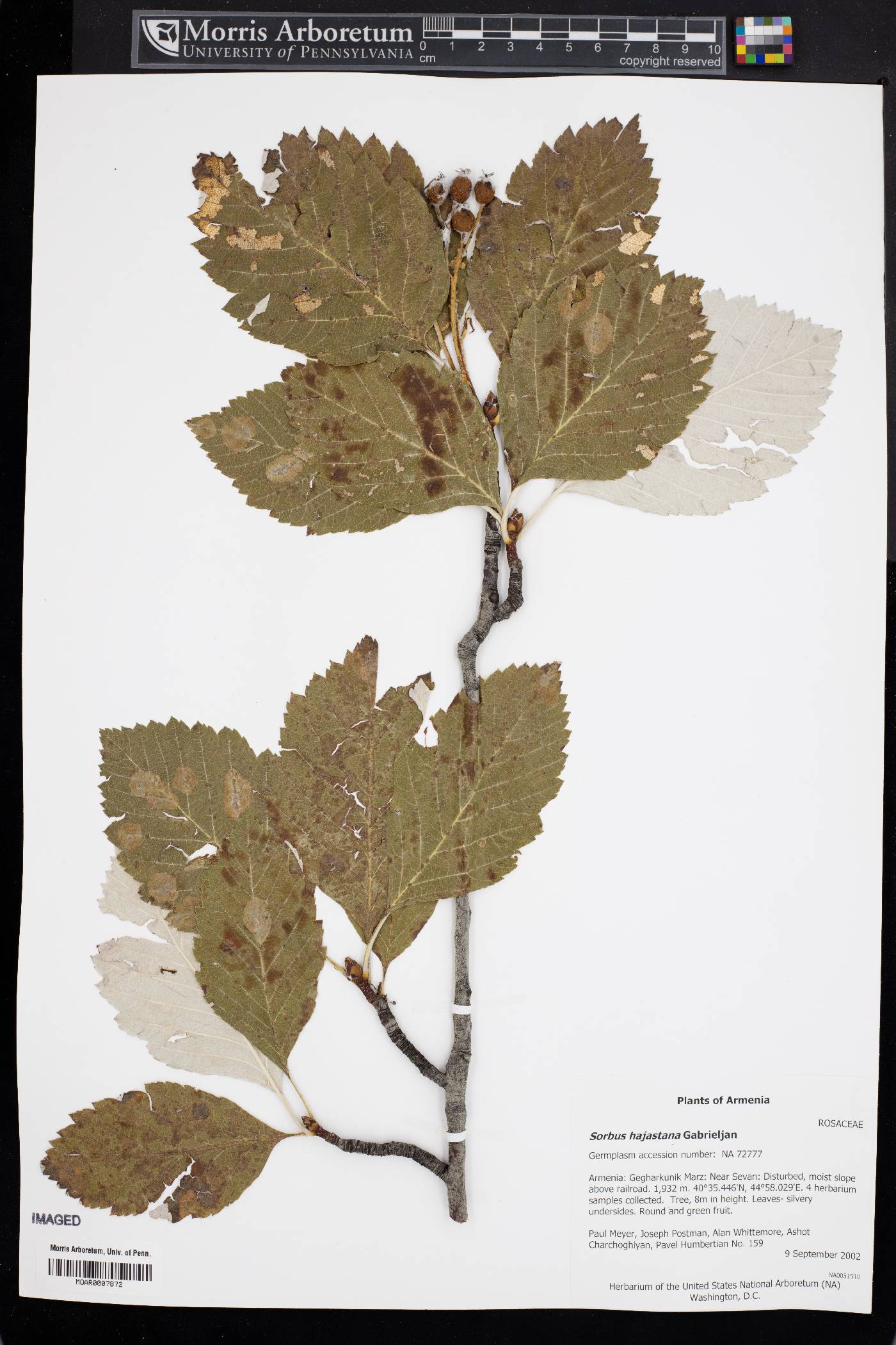 Sorbus hajastana image