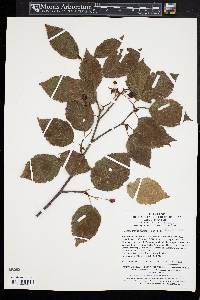 Sorbus alnifolia image