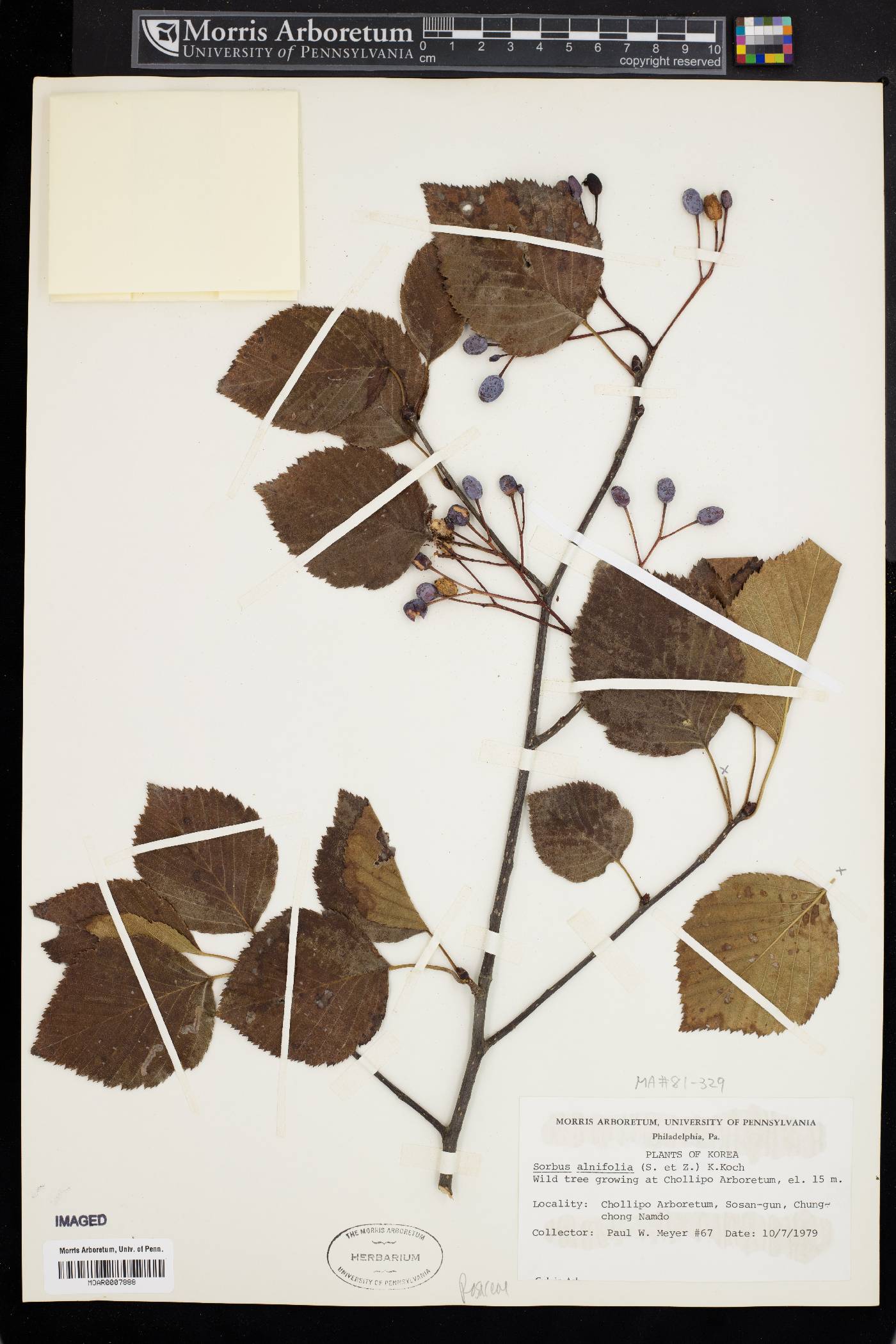 Sorbus alnifolia image