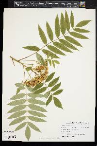 Sorbus americana image