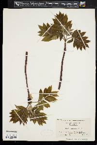 Sorbus americana image